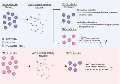 Host immune response against DENV and ZIKV infections